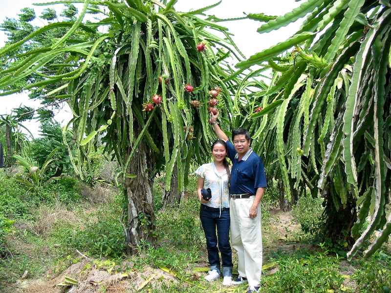 Dragon Fruit plant in Vietnam, Jack Goh on right in the photo