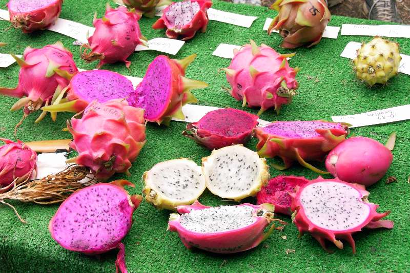 Dragon+fruit+plant+pictures